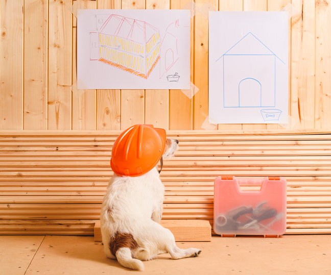 Hund blickt wie ein Bauarbeiter auf Pläne